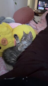 🐾domáca mačka🐾menom Oliver🐈 - 9