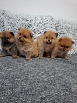 Pomerian Pomeranian oranžový špic - 9