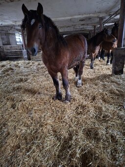 Predam tazne zrebce - 9