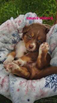 Australský ovčák bez PP - 9