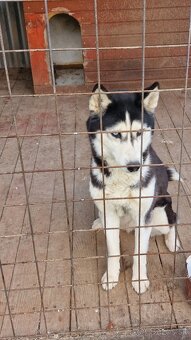 Darujem Sibírsky Husky - 9