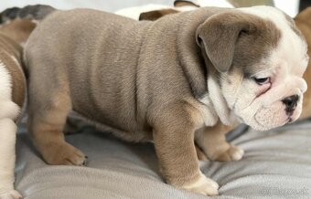 Americky Kokerspaniel-steniatka - 9
