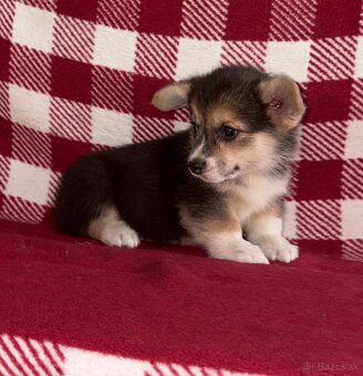 Welsh Corgi Pembroke - 9