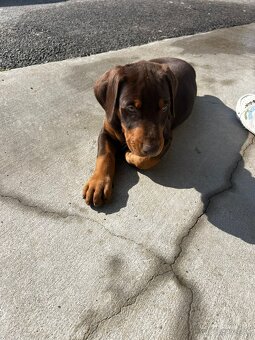 Doberman - 9