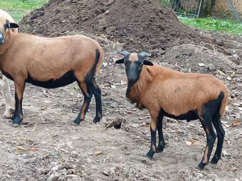 Baran kamerunský - 9