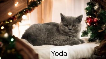 Britska macka s PP - 9