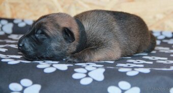 Belgický ovčiak malinois - 9