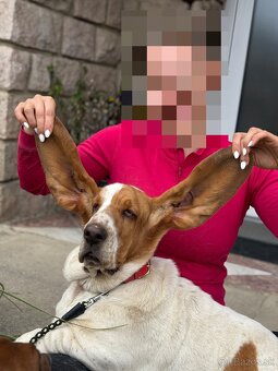 Basset fenka za symbolickú cenu - 9
