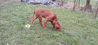 Rhodesian Ridgeback - 9